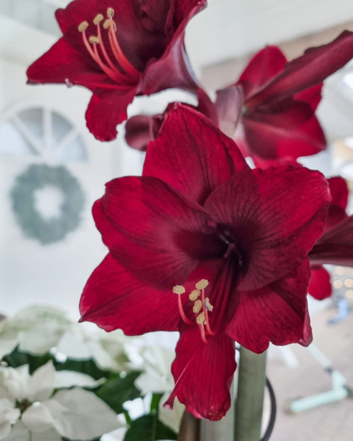 Adventsmys och 10-årskalas